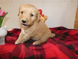 Mini Goldendoodle Puppy 7