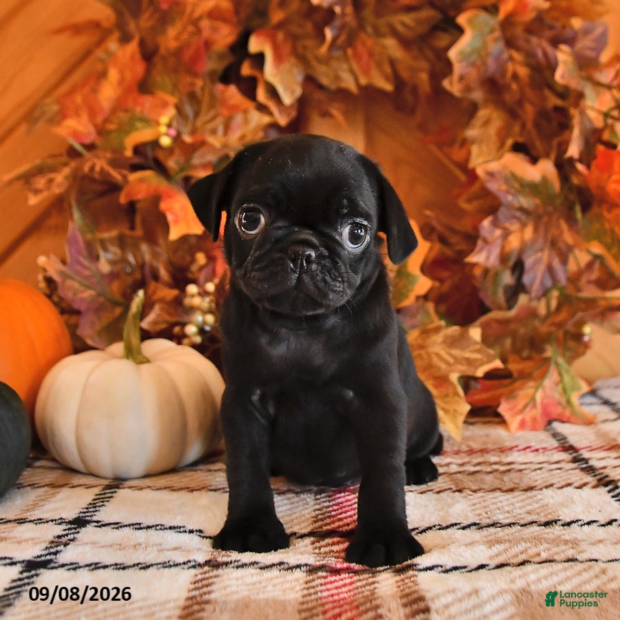 Pug dogs Darla - Ad 1