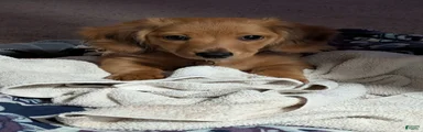 Lady Nutmeg
