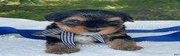 Yorkshire Terrier dogs for sale:  Royal - Ad 4