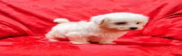 Maltese dogs for sale: Sophie - Ad 2