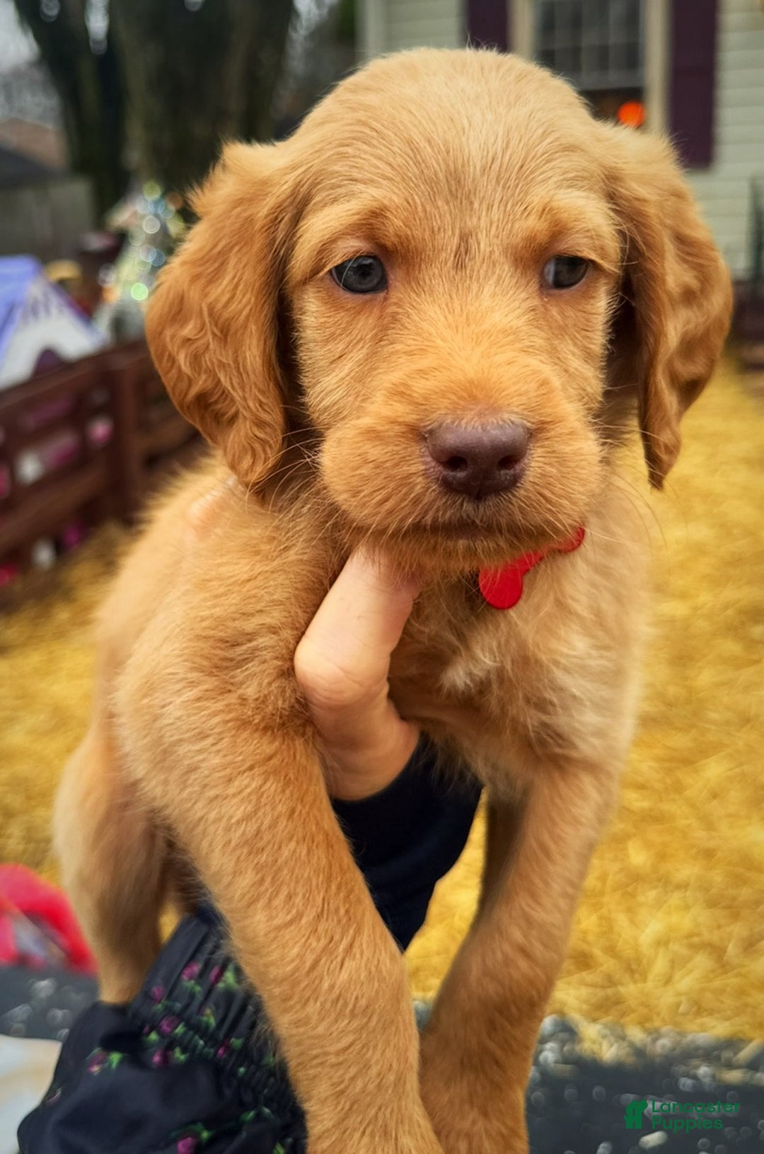 Labradoodle dogs for sale: Labradoodle Puppy 1 - Ad 17