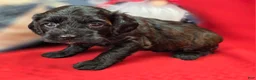 Cockapoo dogs for sale: Tinkerbell - Ad 17