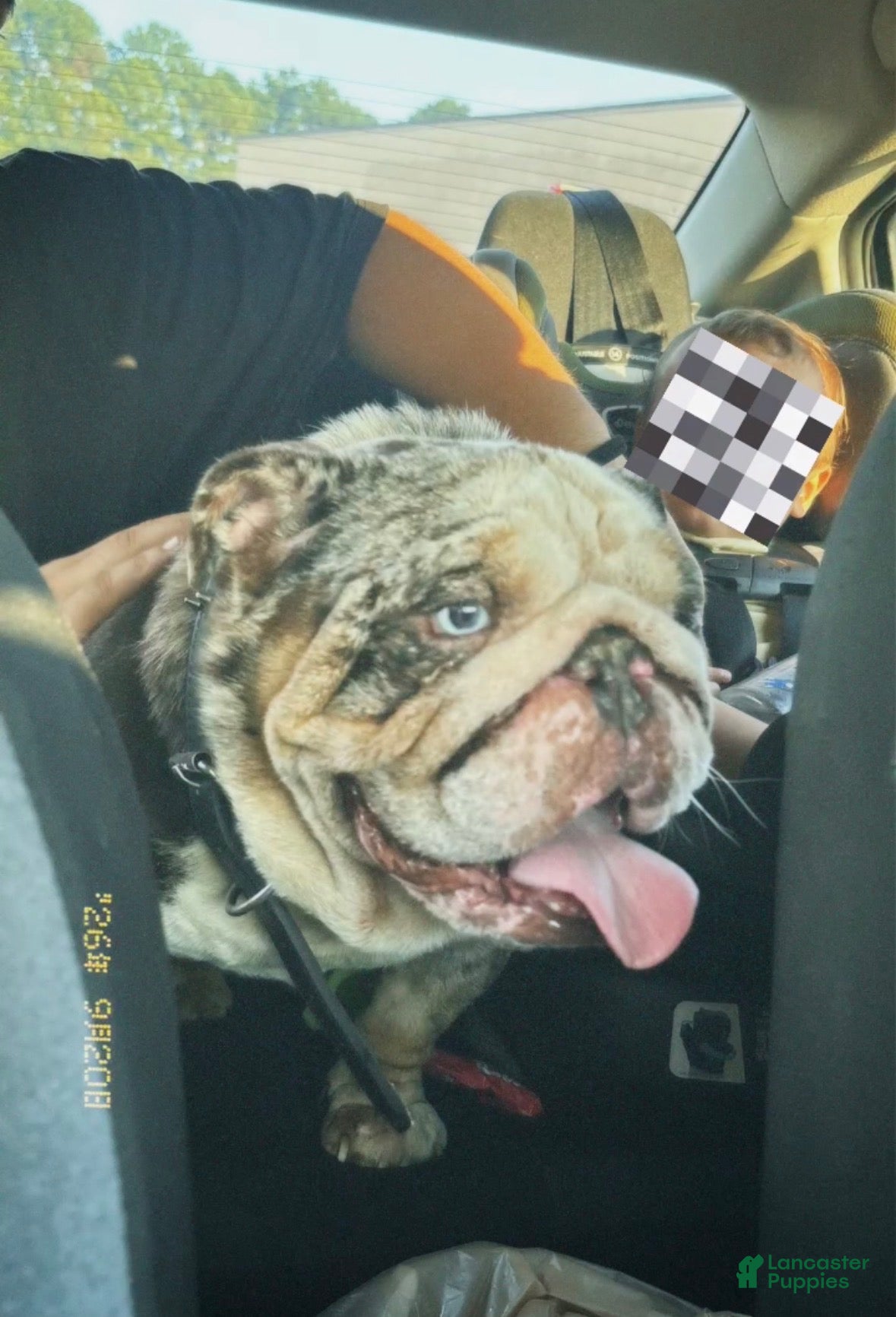 English Bulldog dogs English Bulldog 1 - Ad 1