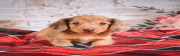 Miniature Dachshund dogs for sale: AKC-Edgar - Ad 7