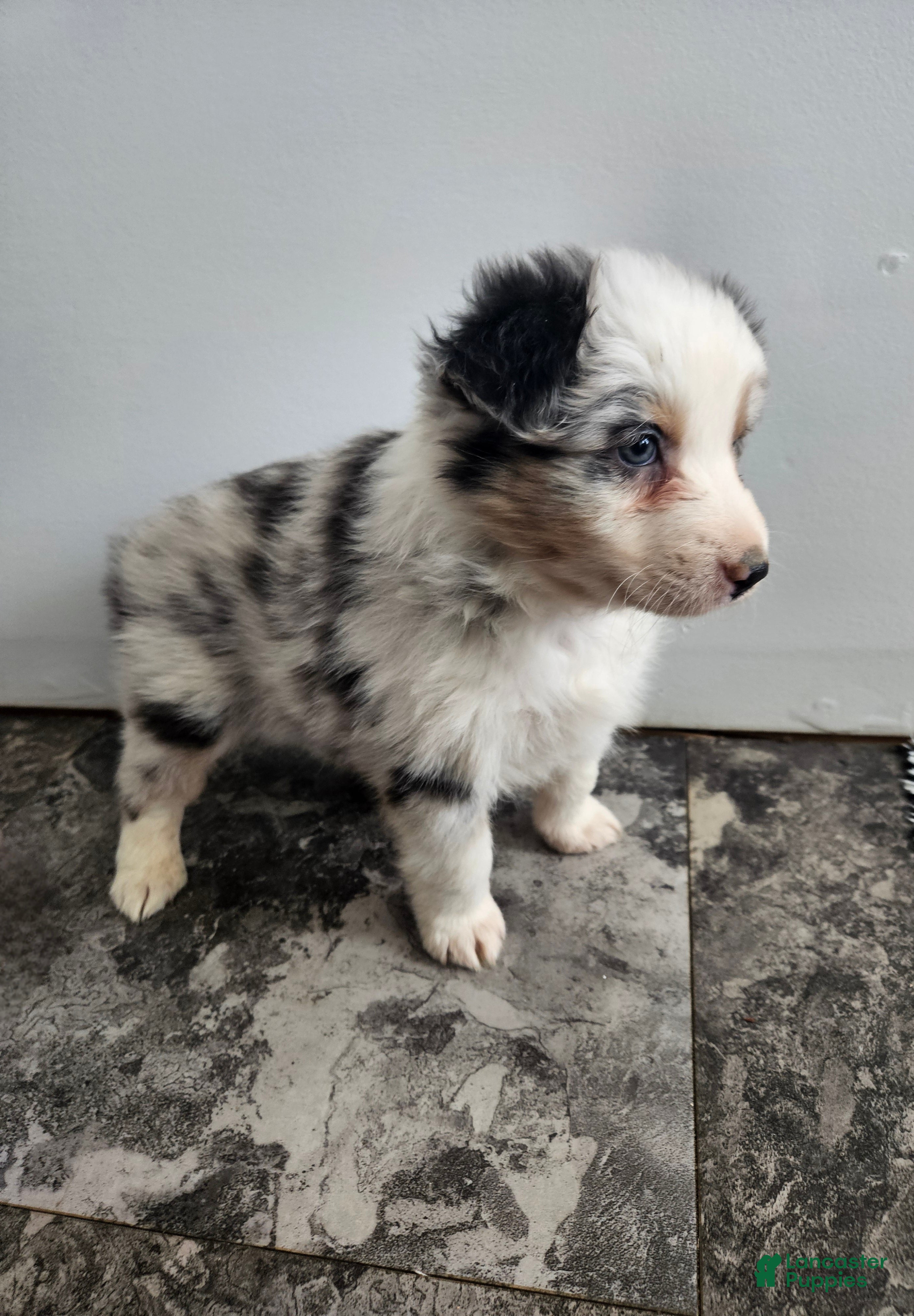 Australian Shepherd dogs Charlie  - Ad 38