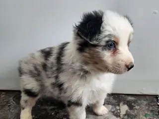 Australian Shepherd dogs Charlie - Ad 38