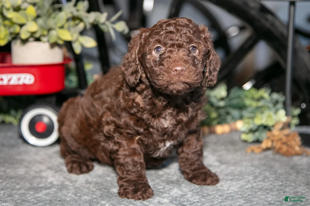 Mixed Breed dogs for sale: Juno - Ad 3