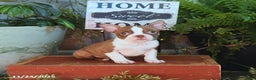 Boston Terrier dogs for sale: London - Ad 2
