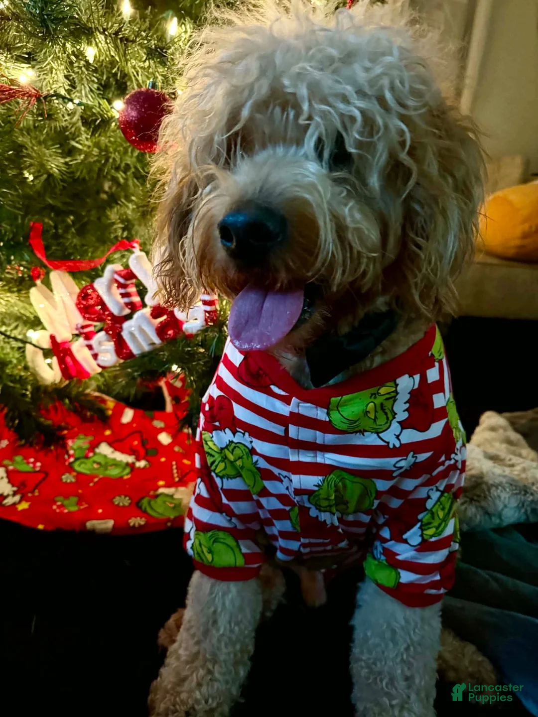 Mini Goldendoodle dogs for sale: Dolce  - Ad 7