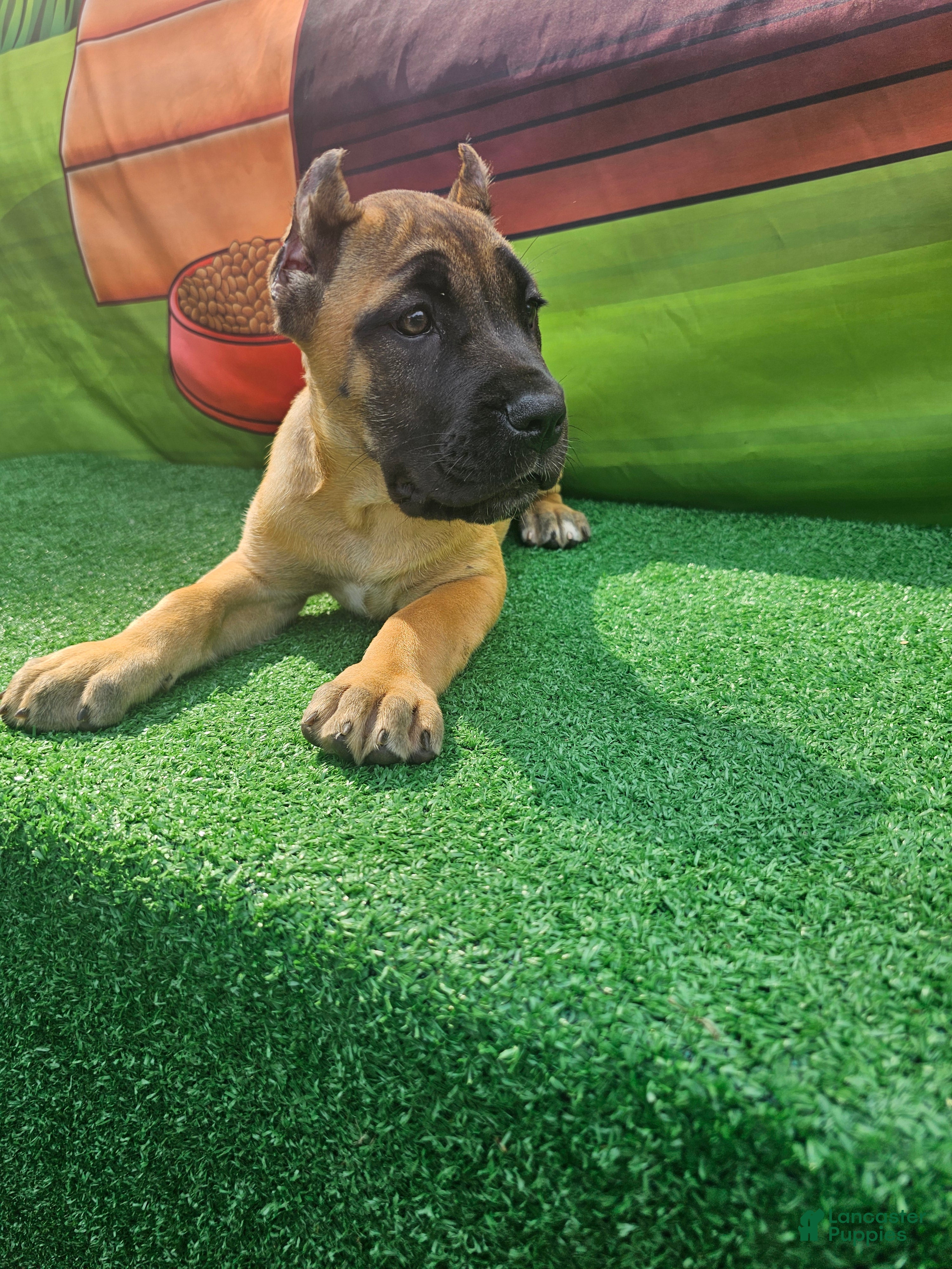 Cane Corso dogs MAX - Ad 2