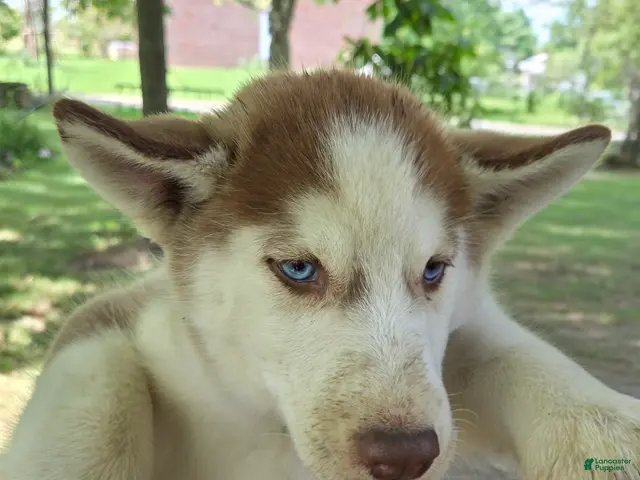 Siberian Husky dogs for sale: Valerie - Ad 2