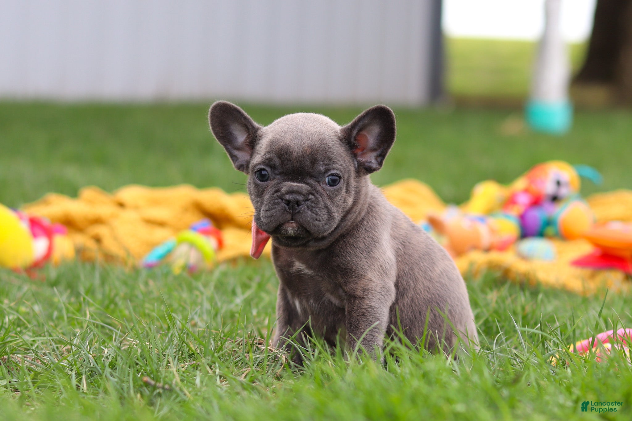 French Bulldog dogs Lucy - Ad 2