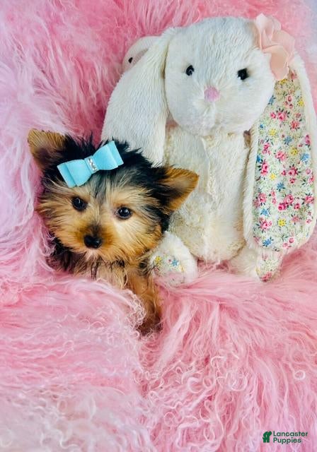 Yorkshire Terrier dogs Yorkshire Terrier 1 - Ad 2