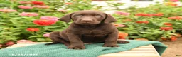 Labrador Retriever dogs for sale: Kodak - Ad 2