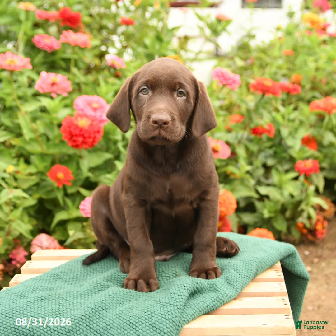 Labrador Retriever dogs for sale: Kodak - Ad 2