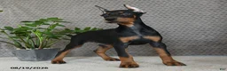 Doberman Pinscher dogs for sale: Willow - Ad 4