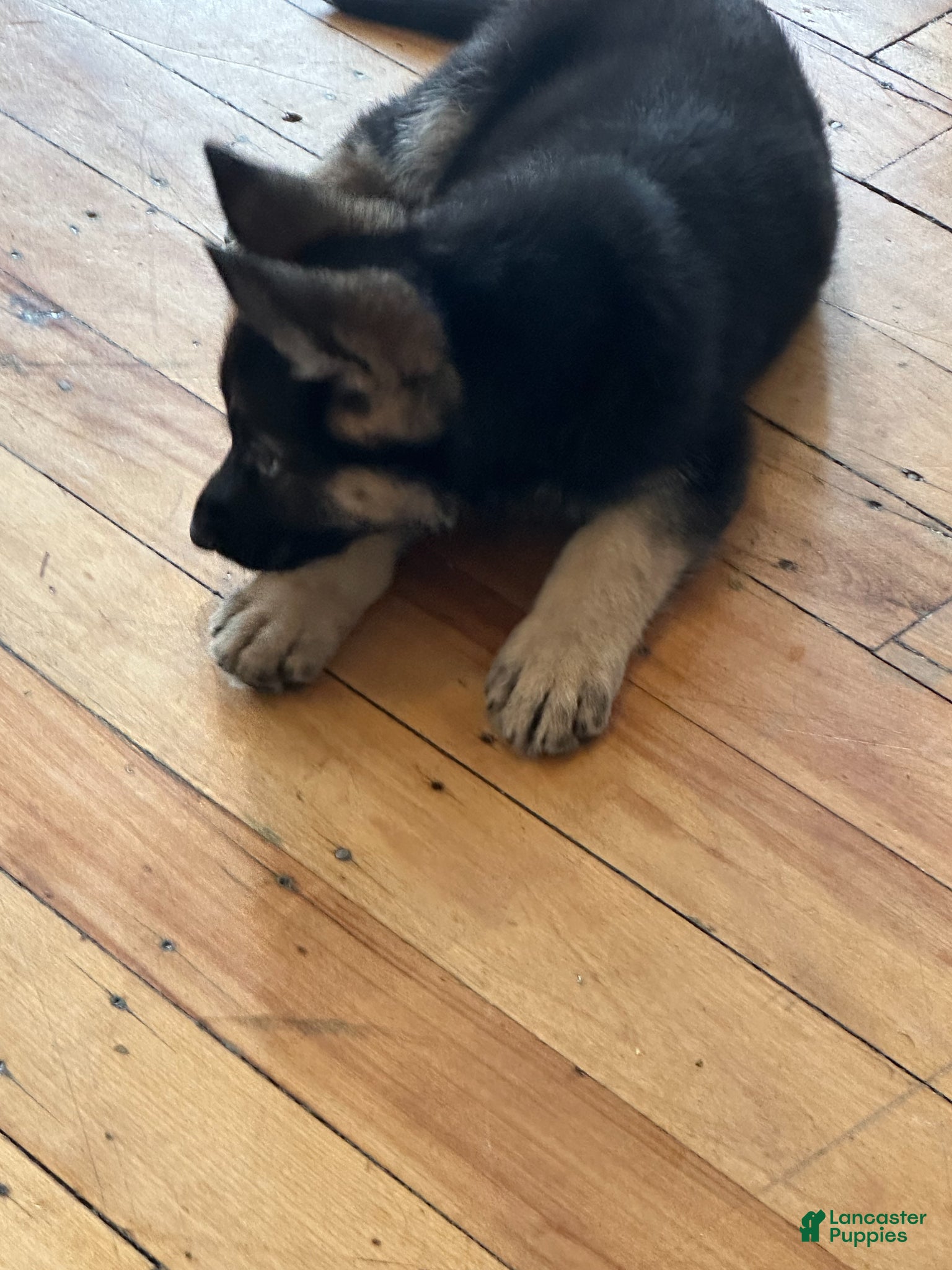 German Shepherd dogs German Shepherd Puppy 1 - Ad 2