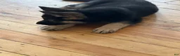 German Shepherd dogs for sale: German Shepherd Puppy 1 - Ad 1