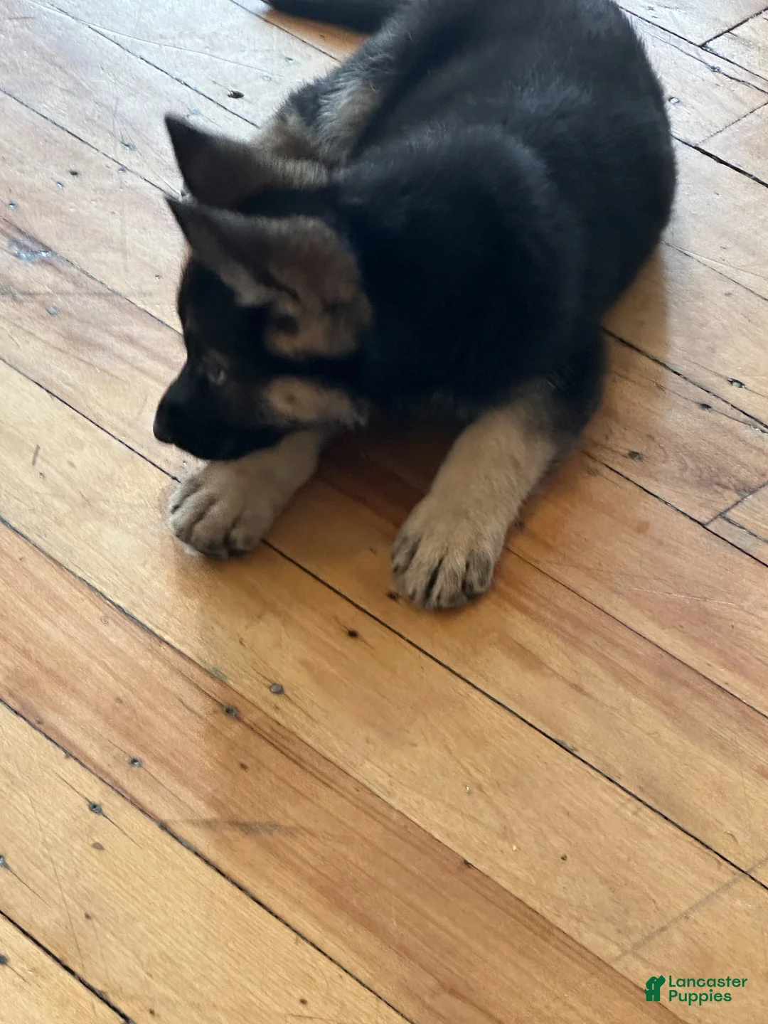 German Shepherd dogs for sale: German Shepherd Puppy 1 - Ad 1