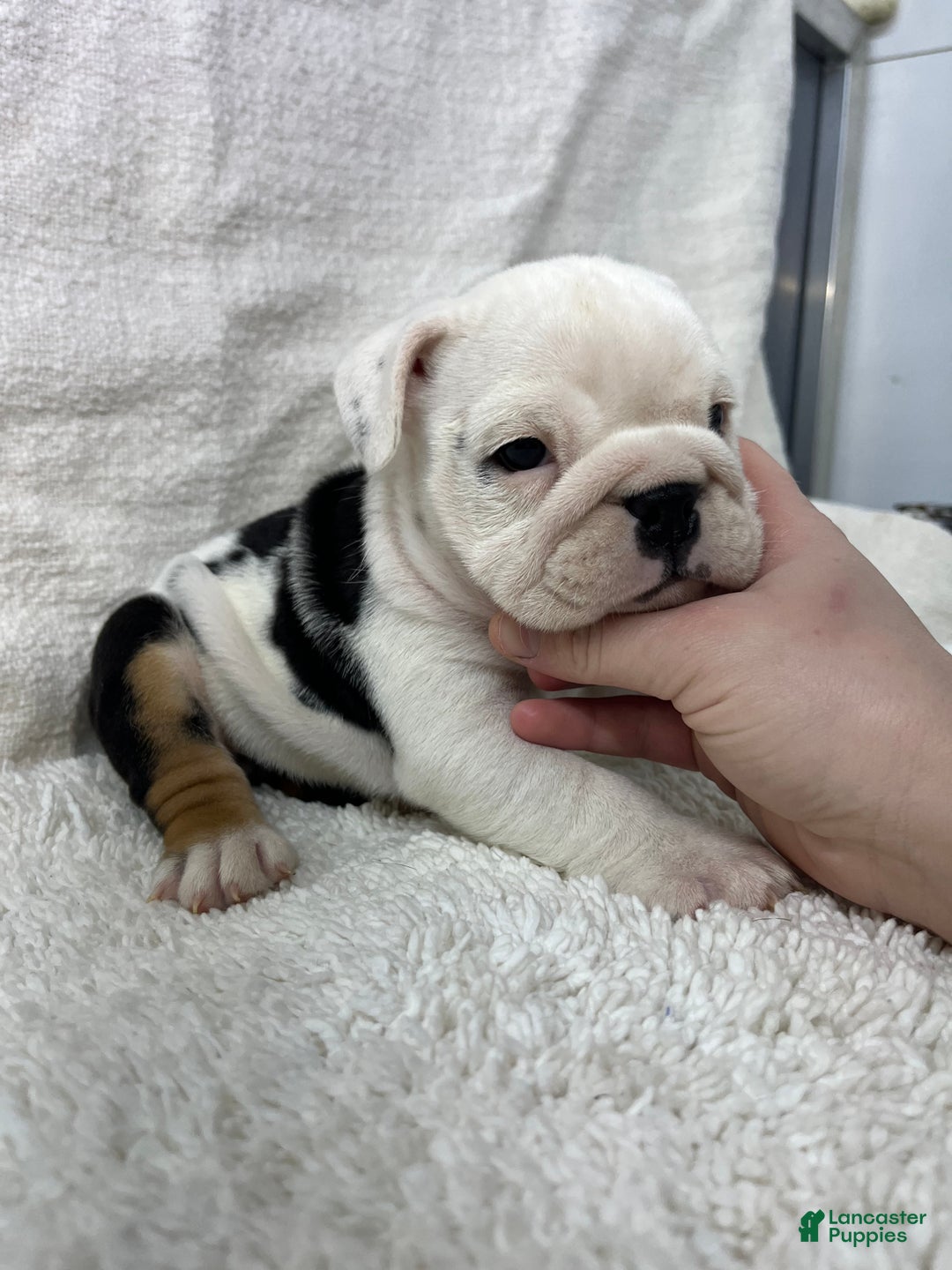 English Bulldog dogs for sale: Ava - Ad 5