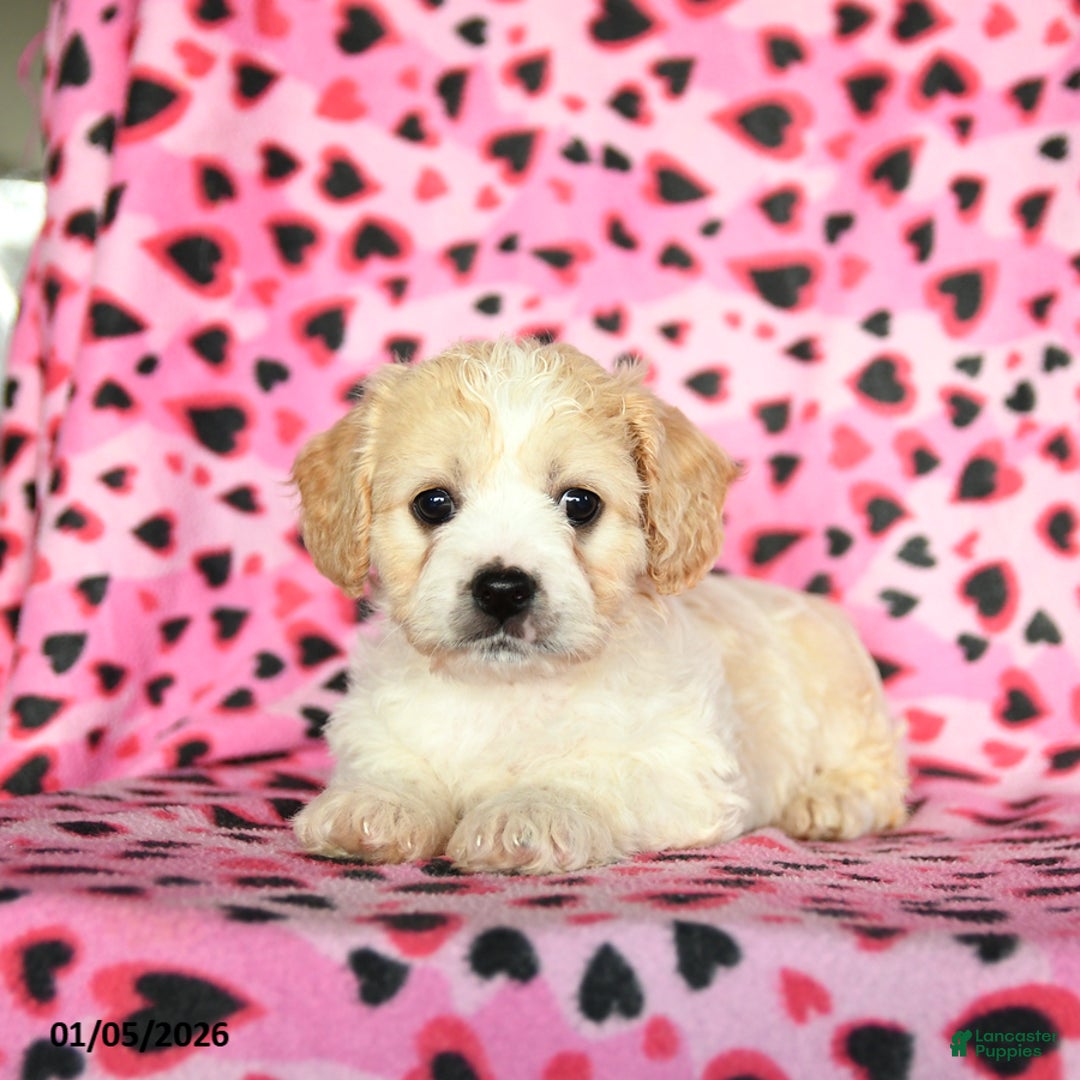 Cavachon dogs for sale: Benny - Ad 3