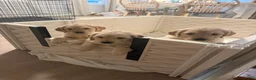 Golden Retriever dogs for sale: Maple - Ad 2