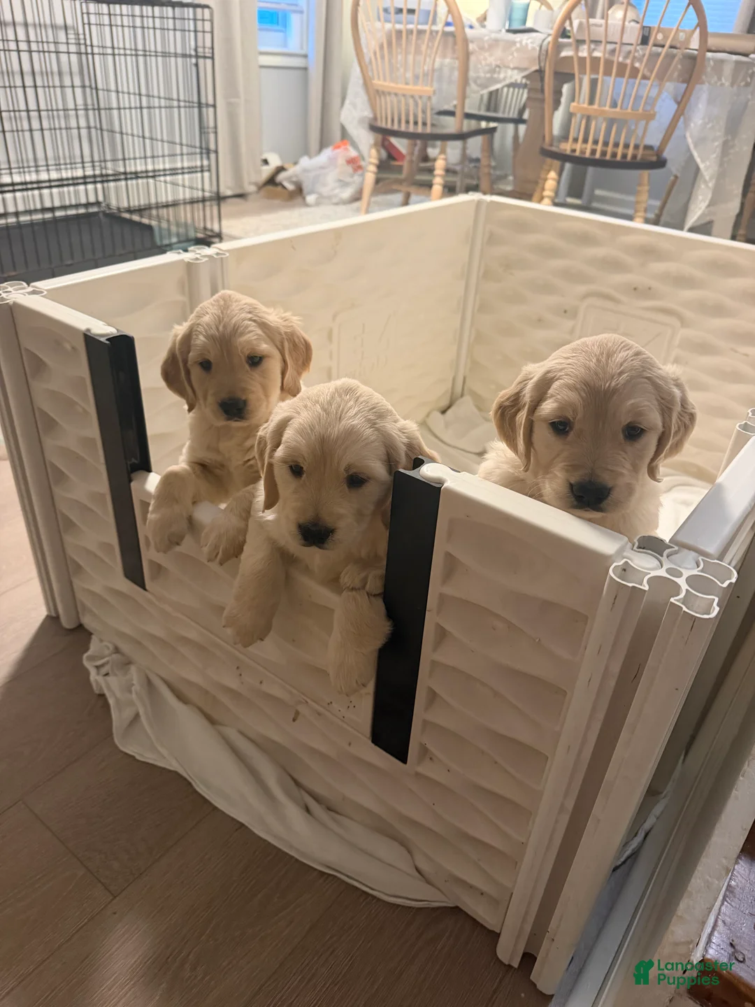 Golden Retriever dogs for sale: Maple - Ad 2