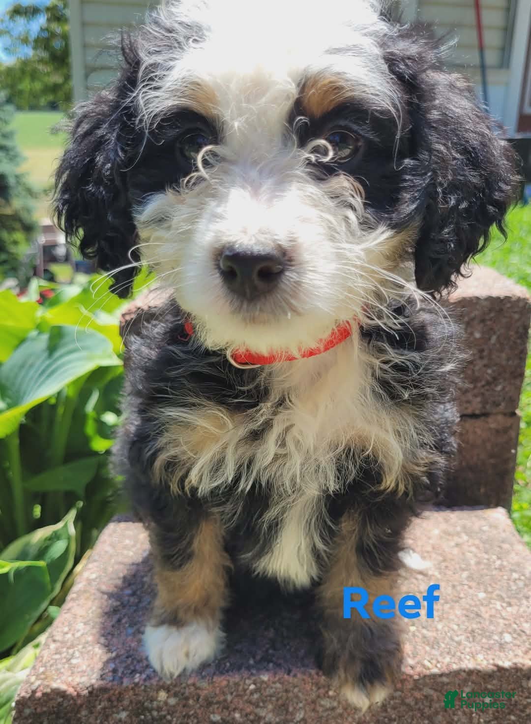 Mini Bernedoodle dogs Reef - Ad 2