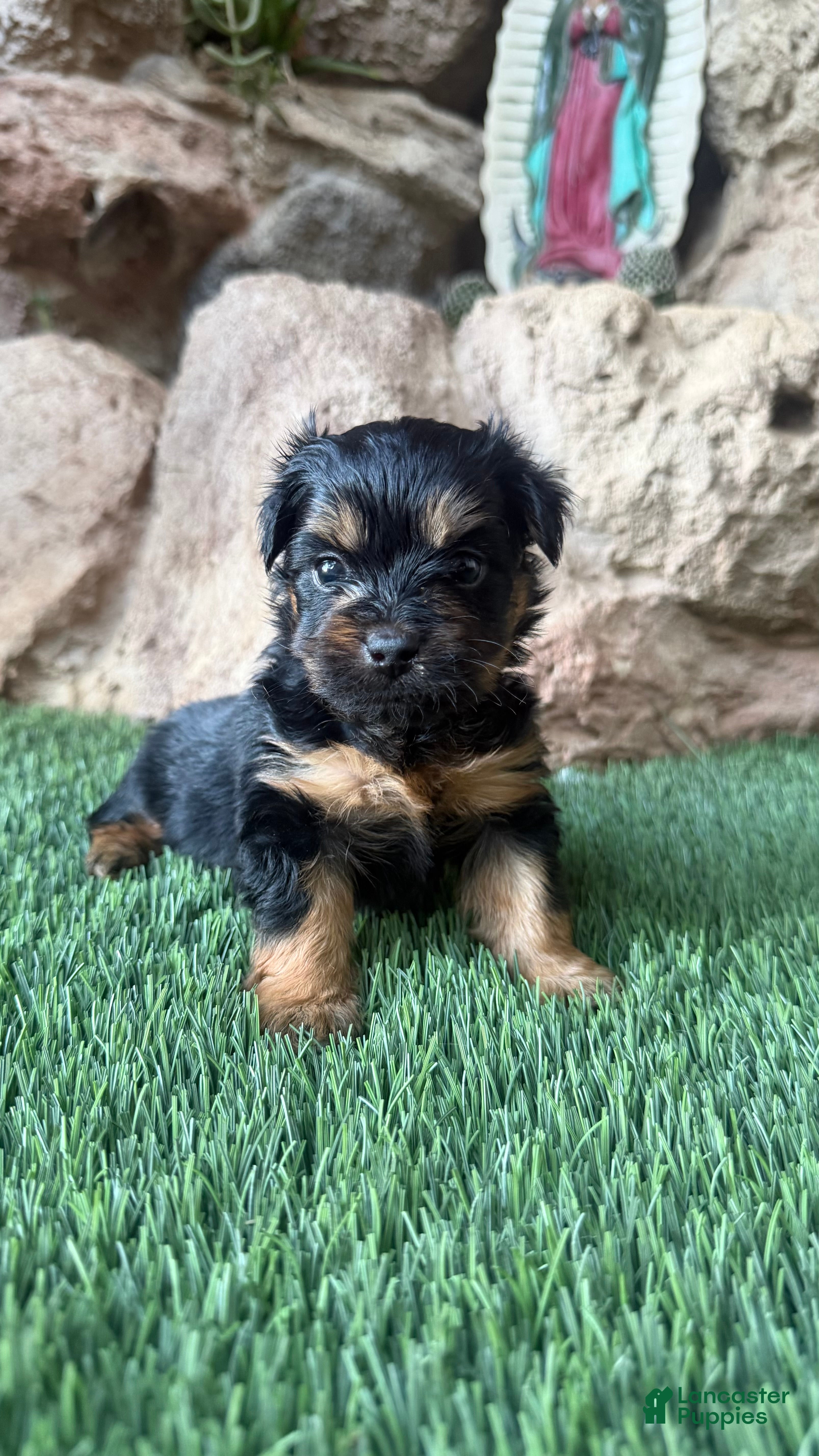 Yorkshire Terrier dogs Yorkshire Terrier 2 - Ad 29