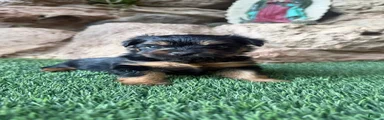 Yorkshire Terrier 2