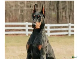 Doberman Pinscher dogs Doberman Pinscher Puppy 1 - Ad 38