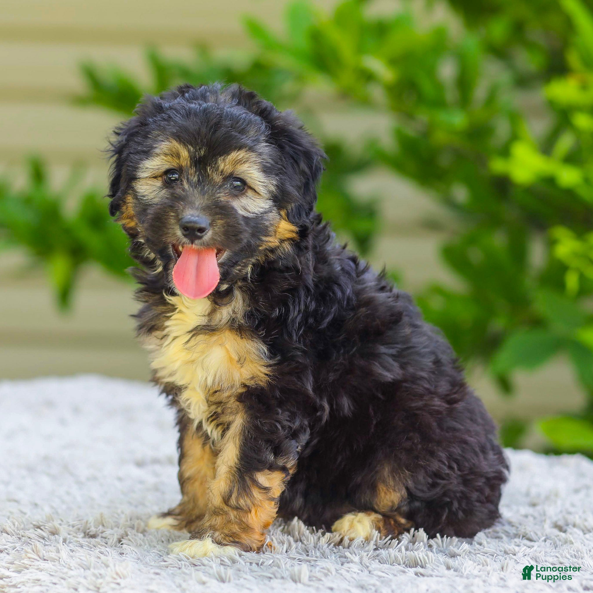 Mini Aussiedoodle dogs Velvet - Ad 1
