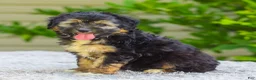 Mini Aussiedoodle dogs for sale: Velvet - Ad 1