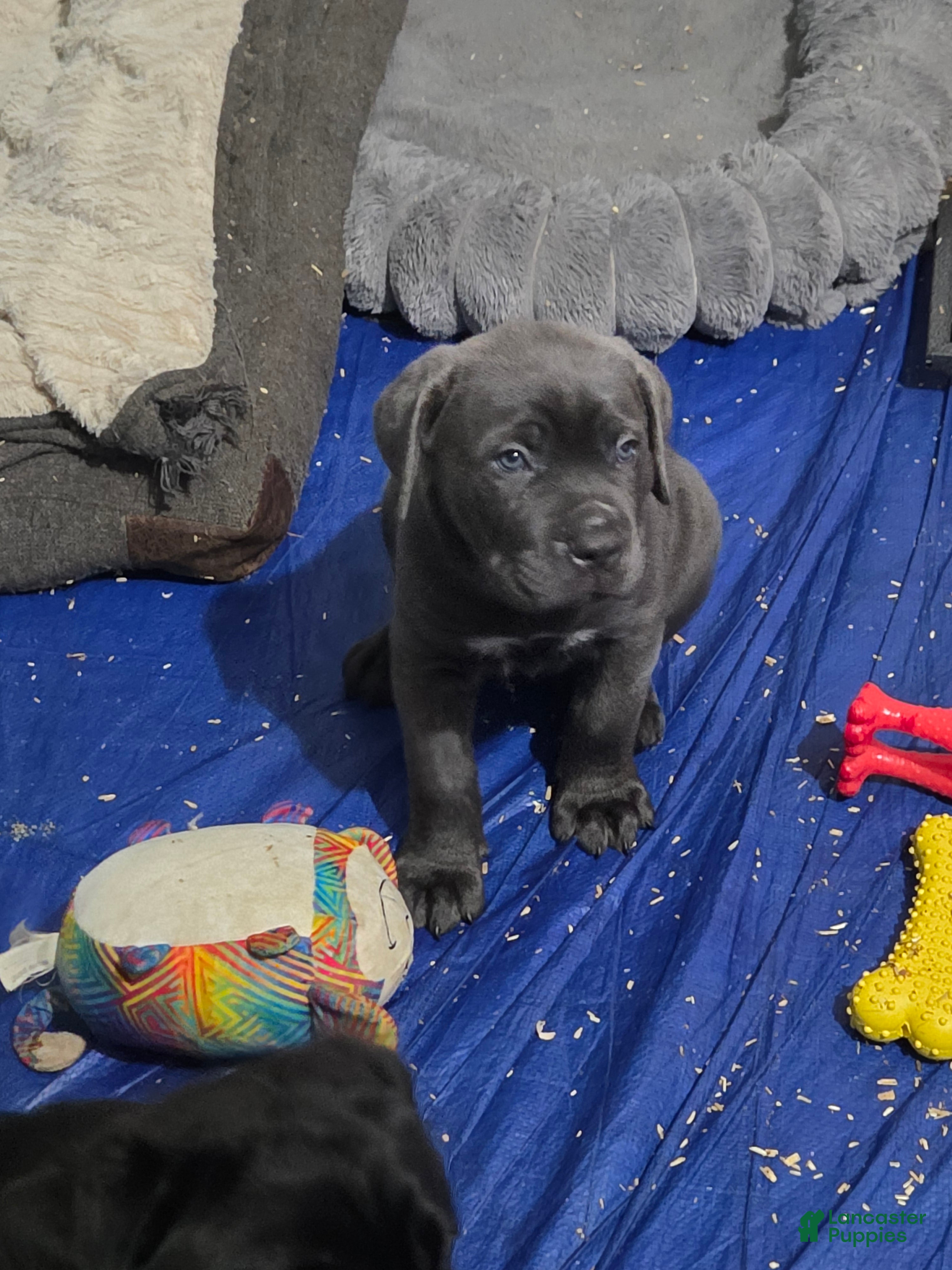 Cane Corso dogs for sale: Cane Corso 4 - Ad 31
