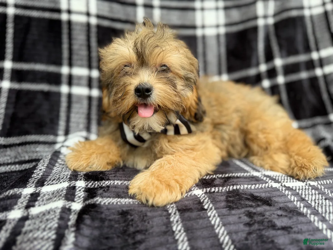 Shihpoo dogs for sale: Diego - Ad 7