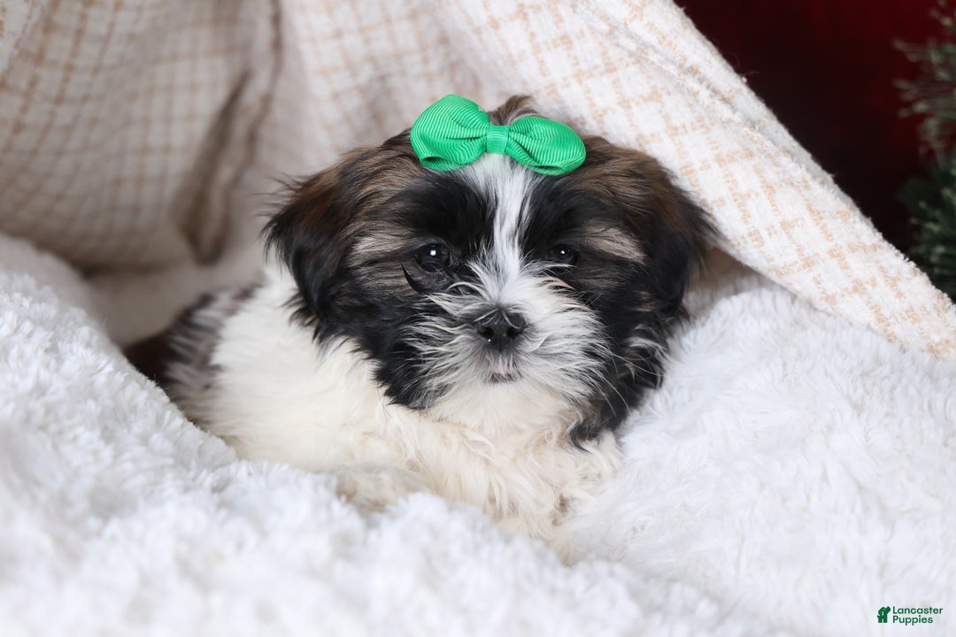 Shih Tzu dogs for sale: Pepper - Ad 7