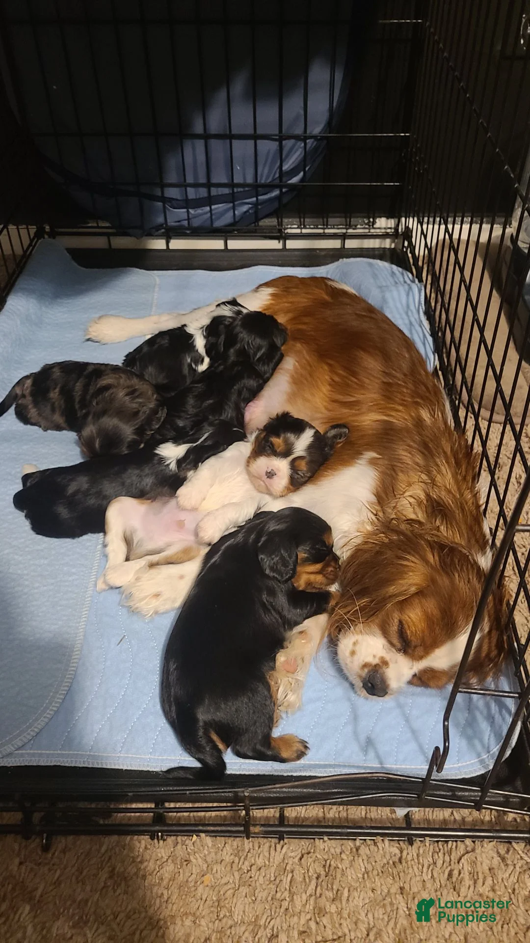 Cavalier King Charles Spaniel dogs for sale: Sebastian - Ad 7