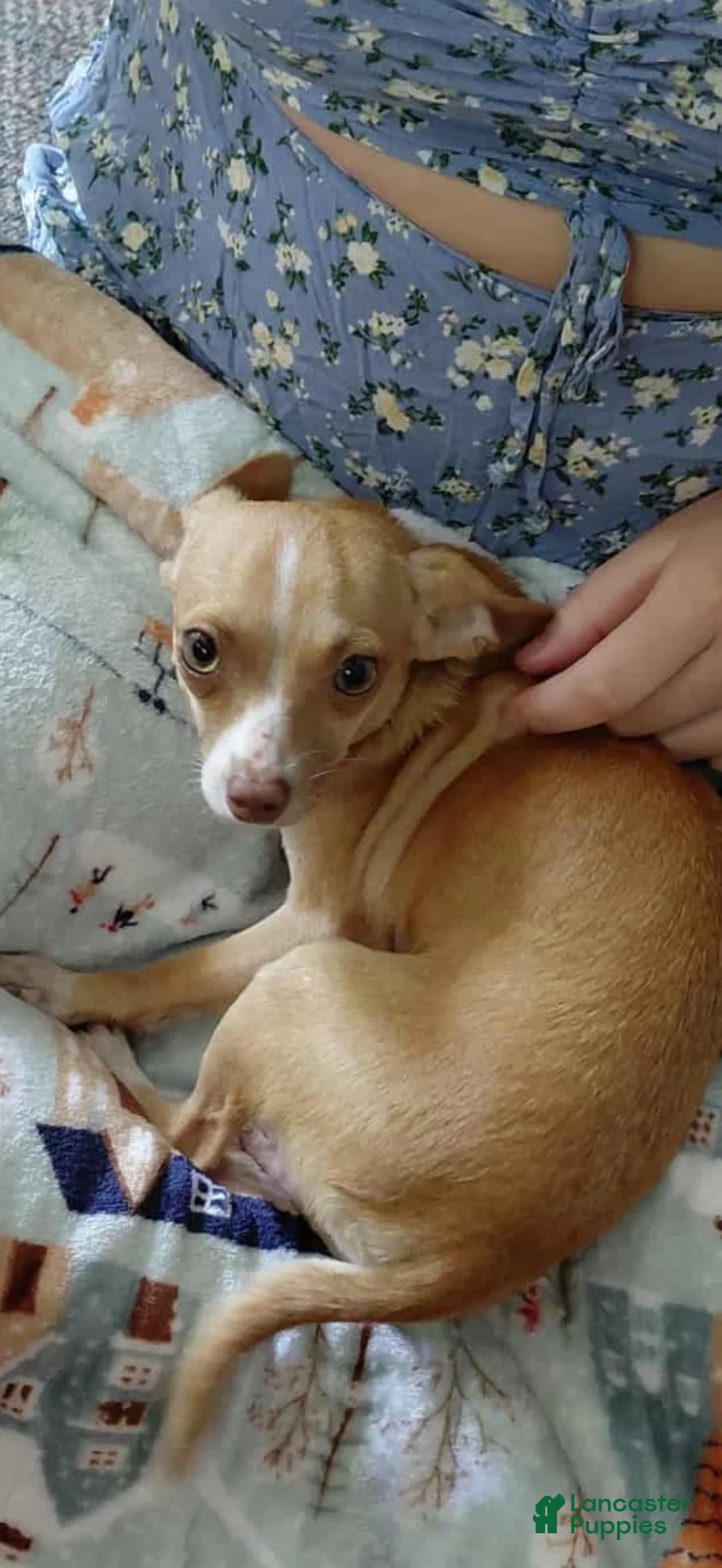 Chihuahua dogs for sale: Chihuahua 4 - Ad 2
