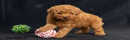 Mini Goldendoodle dogs for sale: Daisy - Ad 6