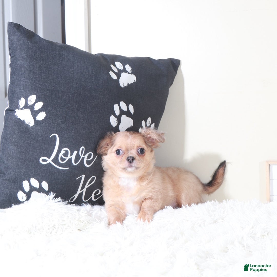 Chihuahua dogs for sale: Chihuahua Puppy Flicka - Ad 4