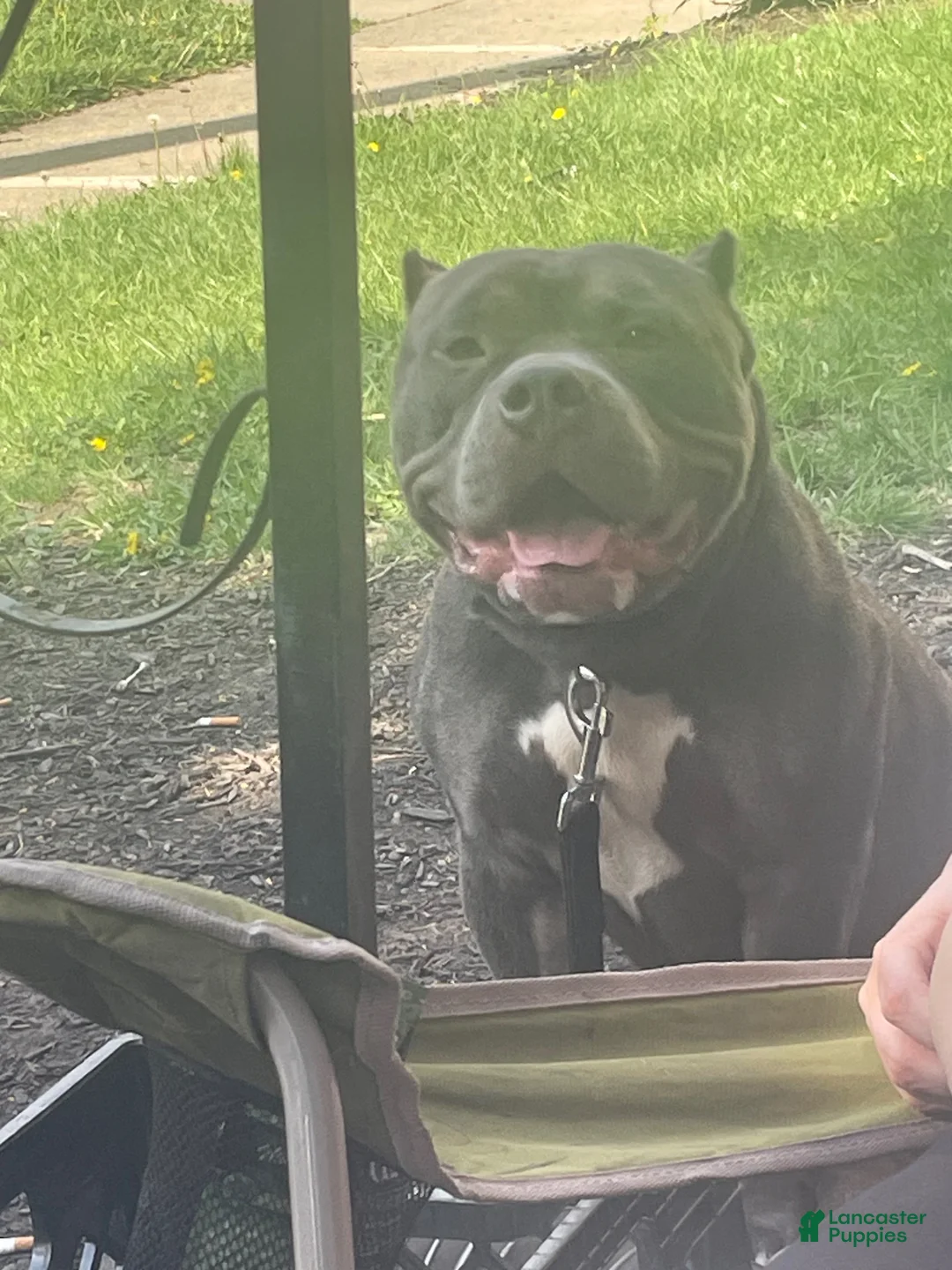 American Bully dogs for sale: American Bully Puppy 3 - Ad 6