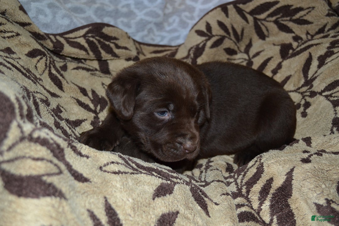 Labrador Retriever dogs for sale: Mandy - Ad 2