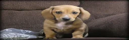 Dachshund dogs for sale: Wyatt - Ad 3