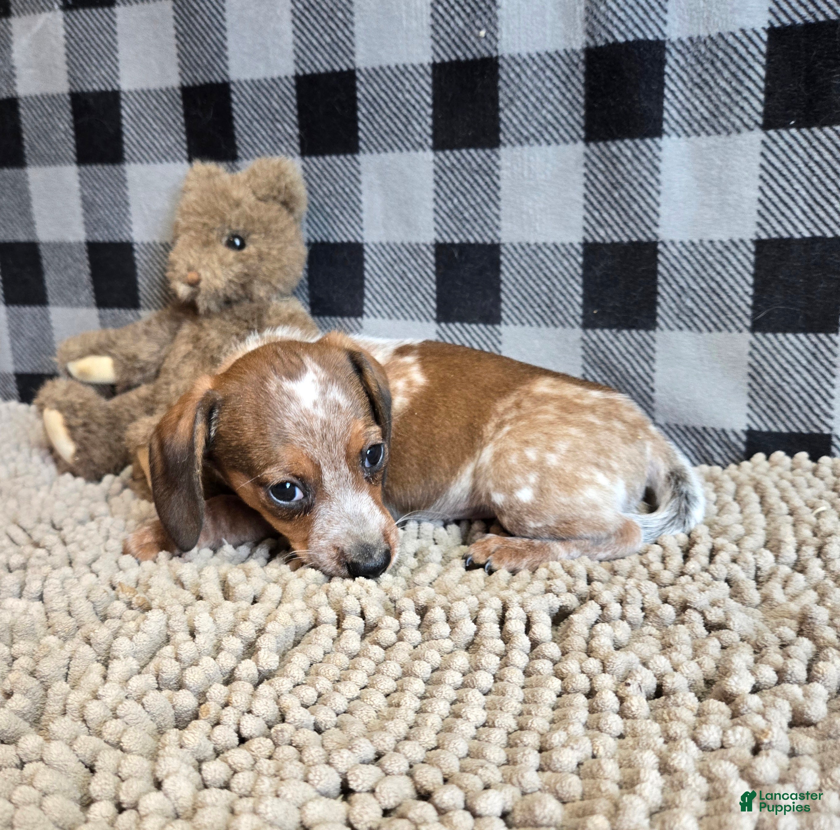 Miniature Dachshund dogs for sale: Kent - Ad 6