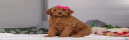 Standard Poodle dogs for sale: Fiona - Ad 3