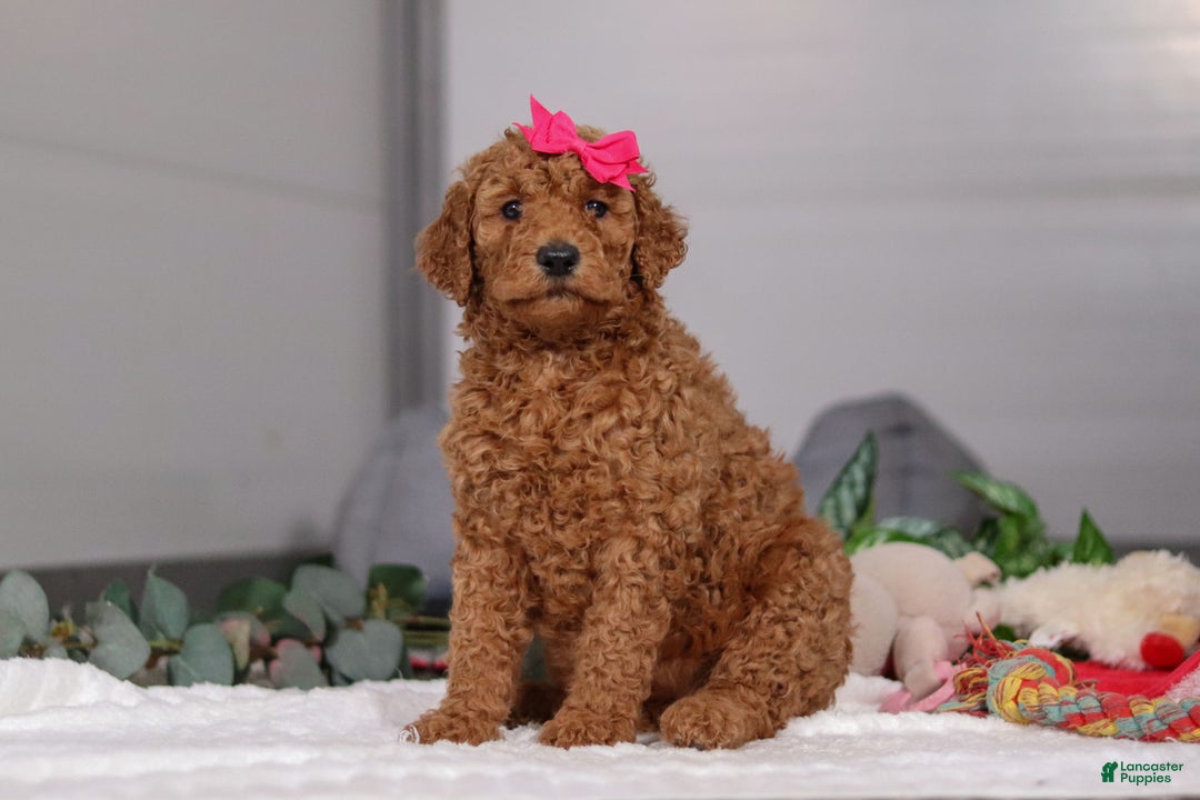 Standard Poodle dogs for sale: Fiona - Ad 3