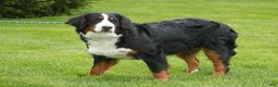 Bernedoodle dogs for sale: Dora Bernedoodle 6 - Ad 7