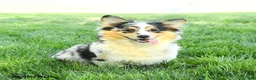 Welsh Corgi Pembroke dogs for sale: Zorro - Ad 5
