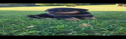 Rottweiler dogs for sale: Hoyt - Ad 4